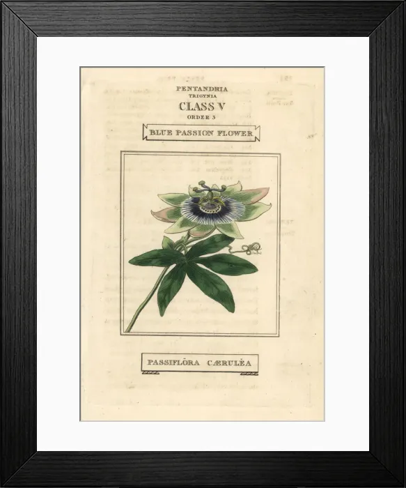 Framed Print : Blue passionflower, Passiflora caerulea Framed Print : Blue passionflower, Passiflora caerulea