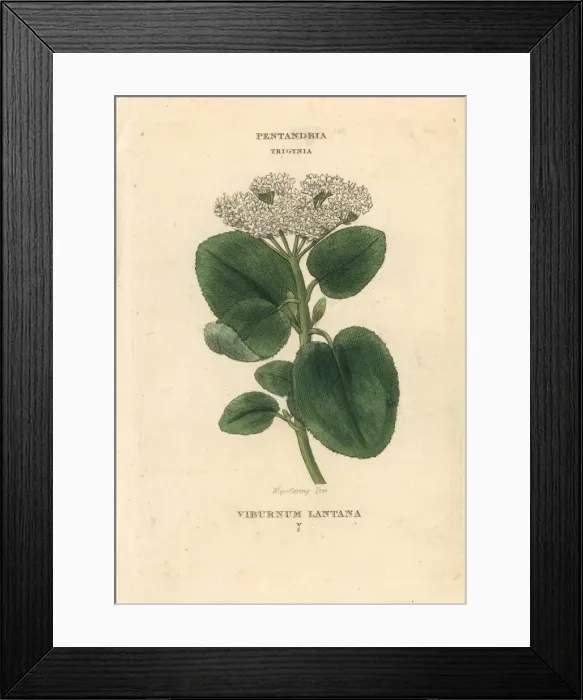 Framed Print : Wayfaring tree, Viburnum lantana Framed Print : Wayfaring tree, Viburnum lantana