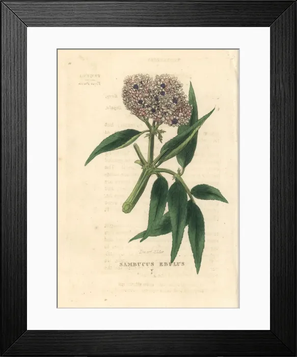 Framed Print : Dwarf elder, Sambucus ebulus Framed Print : Dwarf elder, Sambucus ebulus