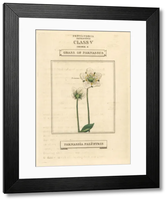 Framed Print : Grass of parnassus, Parnassia palustris