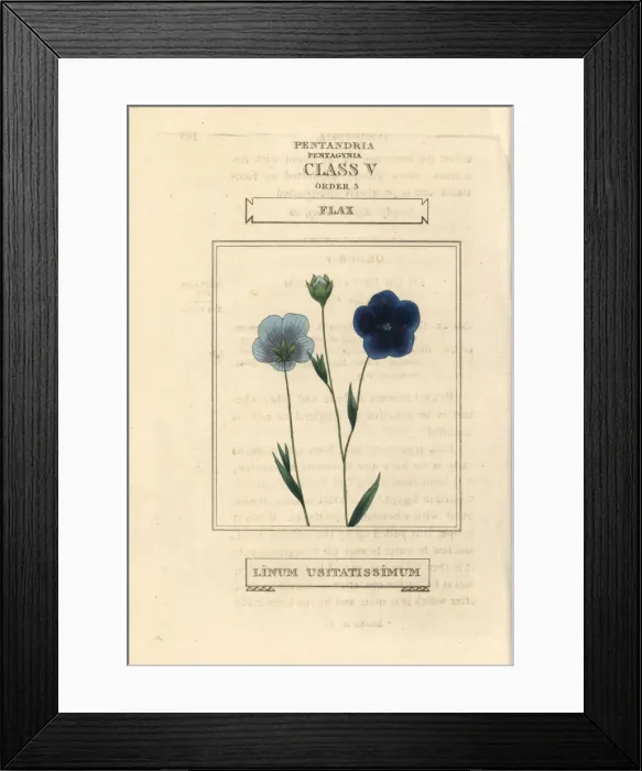 Framed Print : Flax, Linum usitatissimum Framed Print : Flax, Linum usitatissimum