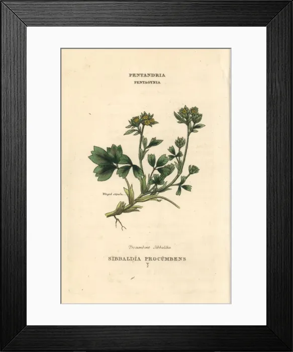 Framed Print : Creeping sibbaldia, Sibbaldia procumbens Framed Print : Creeping sibbaldia, Sibbaldia procumbens