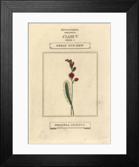 Framed Print : Great sun-dew, Drosera anglica Framed Print : Great sun-dew, Drosera anglica