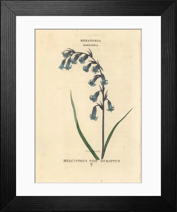 Framed Print : Blue harebell, Hyacinthoides non-scripta Framed Print : Blue harebell, Hyacinthoides non-scripta