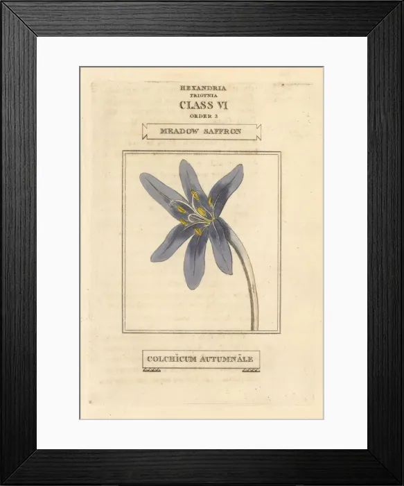 Framed Print : Meadow saffron, Colchicum autumnale Framed Print : Meadow saffron, Colchicum autumnale