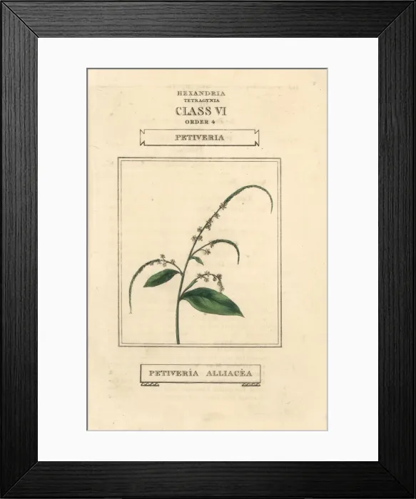 Framed Print : Guinea henweed, Petiveria alliacea Framed Print : Guinea henweed, Petiveria alliacea