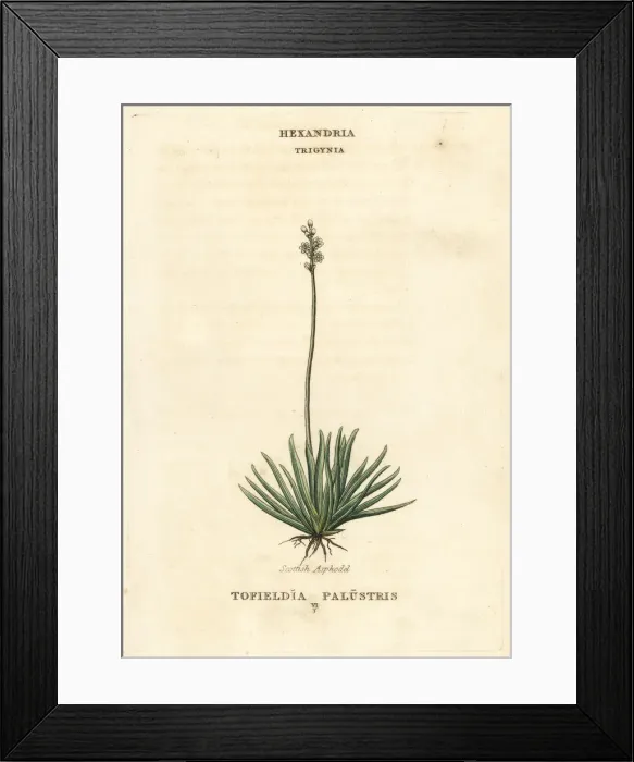 Framed Print : Alpine asphodel, Tofieldia calyculata Framed Print : Alpine asphodel, Tofieldia calyculata