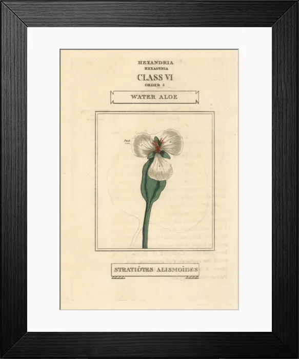 Framed Print : Water aloe, Ottelia alismoides Framed Print : Water aloe, Ottelia alismoides