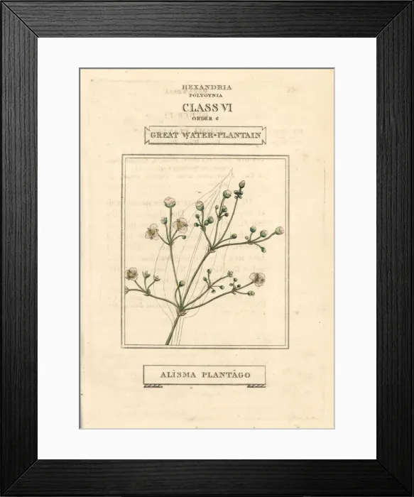 Framed Print : Great water plantain, Alisma plantago-aquatica Framed Print : Great water plantain, Alisma plantago-aquatica