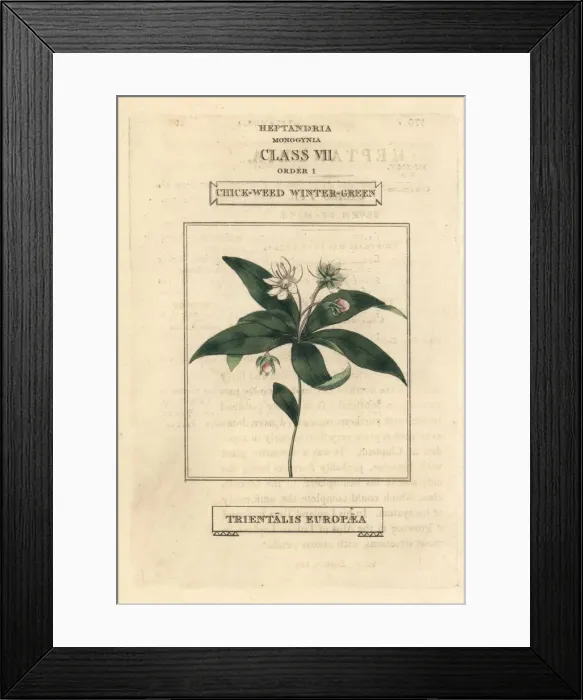 Framed Print : Chickweed wintergreen, Lysimachia europaea Framed Print : Chickweed wintergreen, Lysimachia europaea