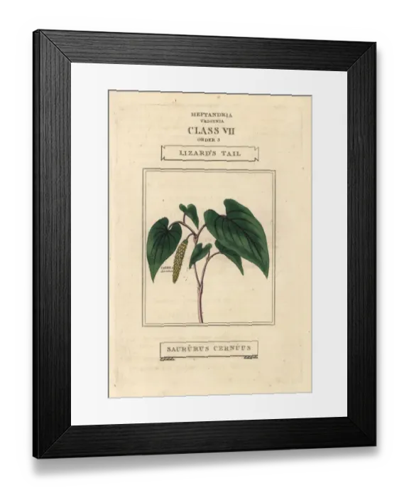 Framed Print : Lizards tail, Saururus cernuus Framed Print : Lizards tail, Saururus cernuus