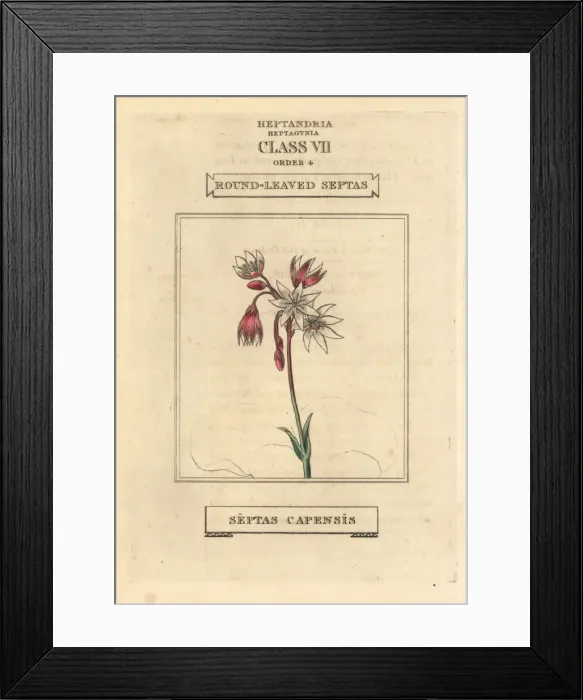 Framed Print : Cape snowdrop, Crassula capensis Framed Print : Cape snowdrop, Crassula capensis