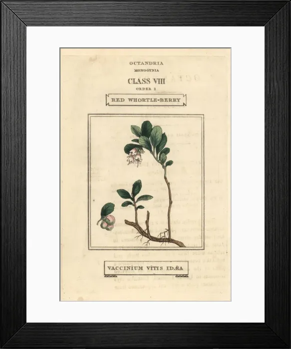 Framed Print : Red whortle-berry, Vaccinium vitis-idaea Framed Print : Red whortle-berry, Vaccinium vitis-idaea