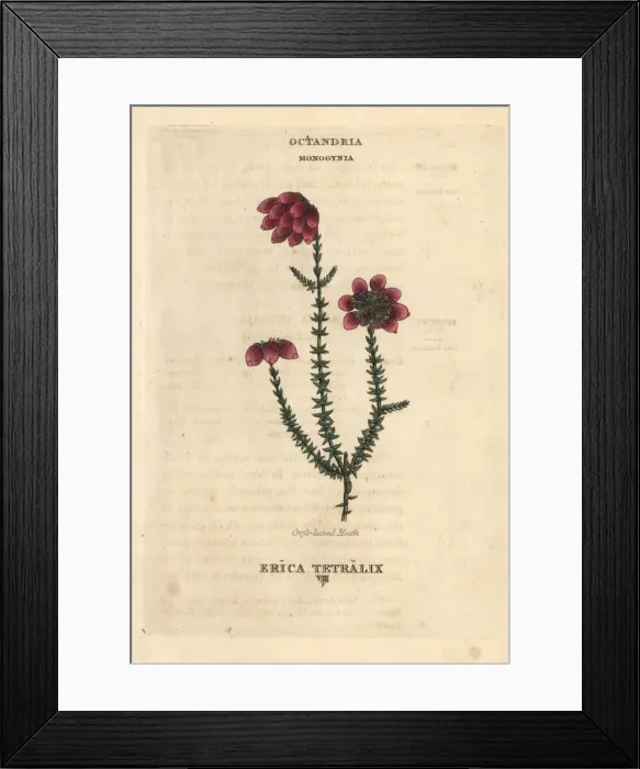 Framed Print : Cross-leaved heath, Erica tetralix Framed Print : Cross-leaved heath, Erica tetralix