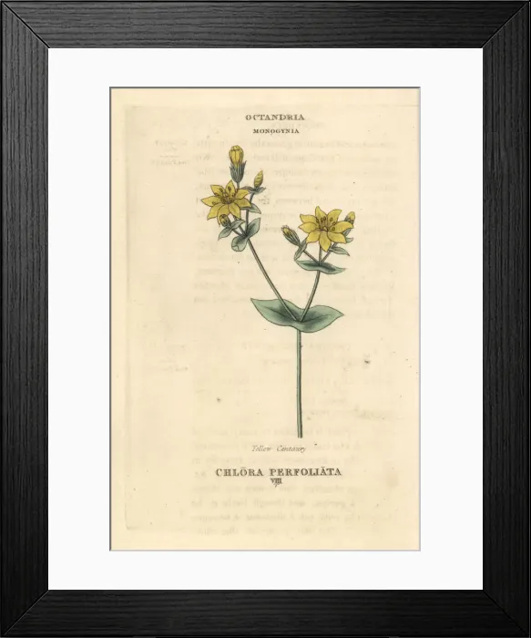 Framed Print : Yellow-wort, Blackstonia perfoliata Framed Print : Yellow-wort, Blackstonia perfoliata