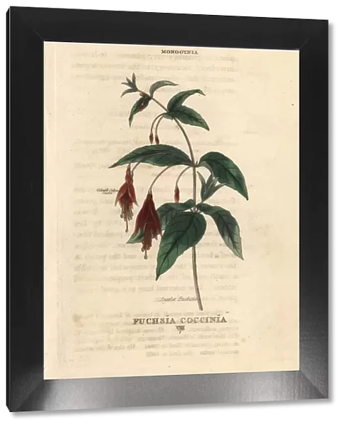 Scarlet fuchsia, Fuchsia coccinea