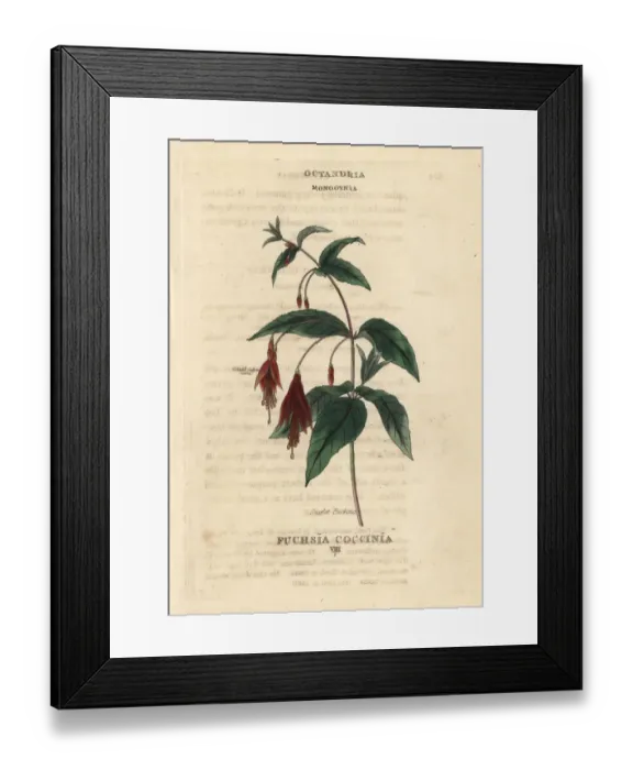 Framed Print : Scarlet fuchsia, Fuchsia coccinea Framed Print : Scarlet fuchsia, Fuchsia coccinea