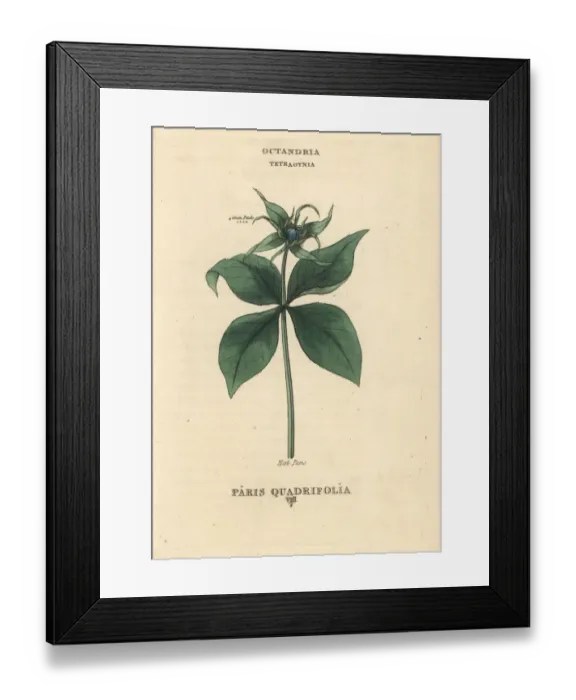 Framed Print : Herb Paris, Paris quadrifolia Framed Print : Herb Paris, Paris quadrifolia