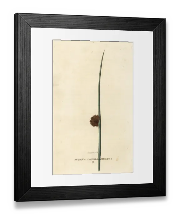 Framed Print : Common rush, Juncus conglomeratus Framed Print : Common rush, Juncus conglomeratus