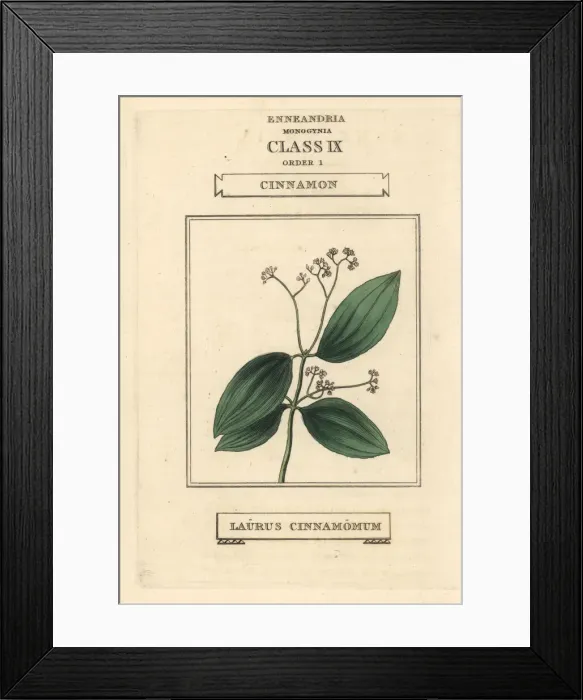 Framed Print : True cinnamon, Cinnamomum verum Framed Print : True cinnamon, Cinnamomum verum
