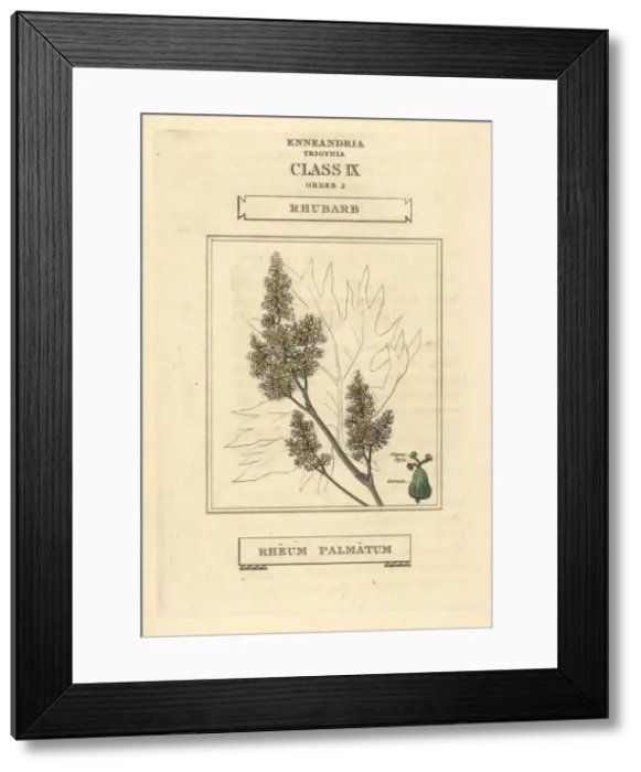 Framed Print : Rhubarb, Rheum palmatum Framed Print : Rhubarb, Rheum palmatum