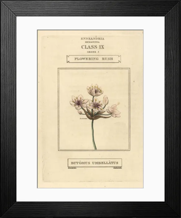 Framed Print : Flowering rush, Butomus umbellatus Framed Print : Flowering rush, Butomus umbellatus