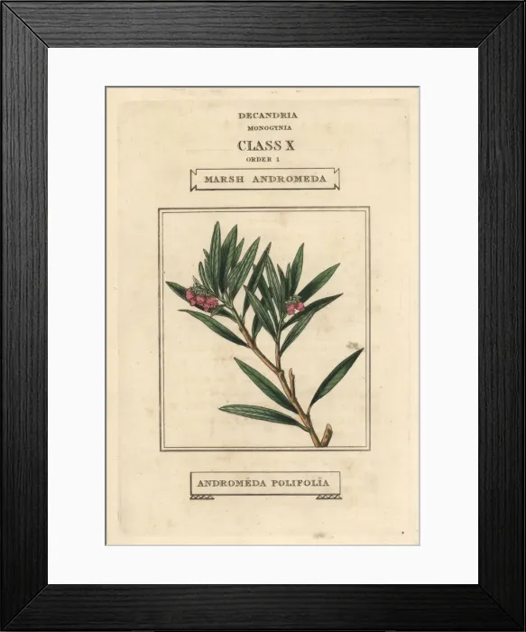 Framed Print : Bog rosemary, Andromeda polifolia Framed Print : Bog rosemary, Andromeda polifolia