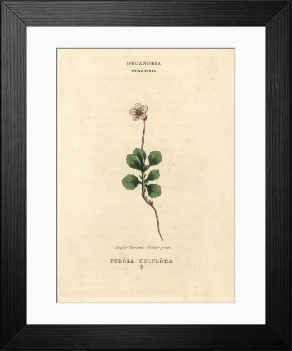 Framed Print : Single-flowered wintergreen, Moneses uniflora Framed Print : Single-flowered wintergreen, Moneses uniflora