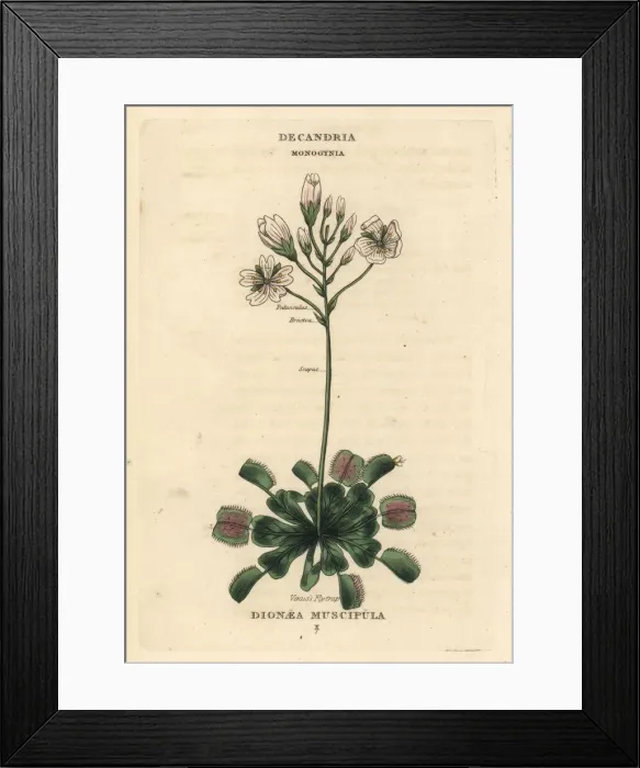 Framed Print : Venus flytrap, Dionaea muscipula Framed Print : Venus flytrap, Dionaea muscipula