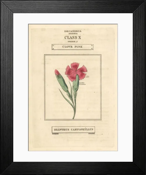Framed Print : Clove pink or carnation, Dianthus caryophyllus Framed Print : Clove pink or carnation, Dianthus caryophyllus