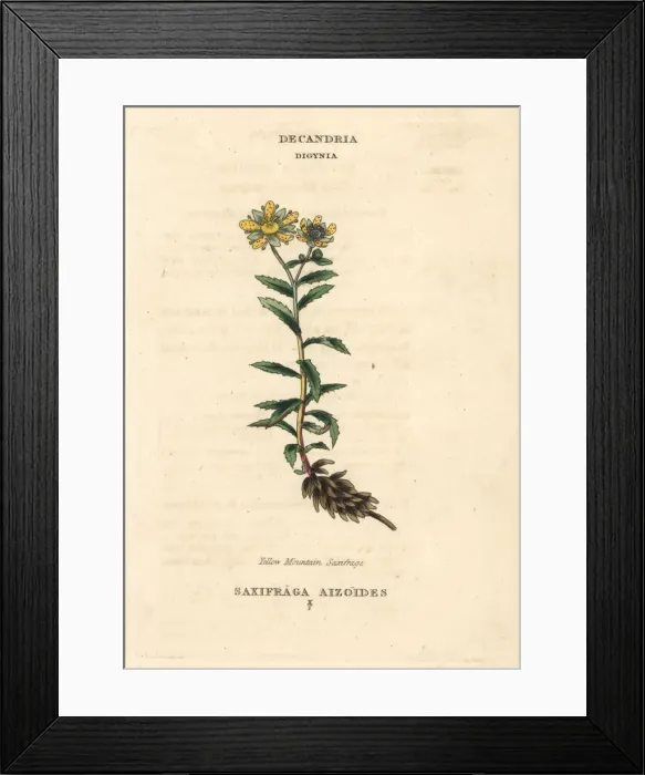 Framed Print : Yellow mountain saxifrage, Saxifraga aizoides Framed Print : Yellow mountain saxifrage, Saxifraga aizoides