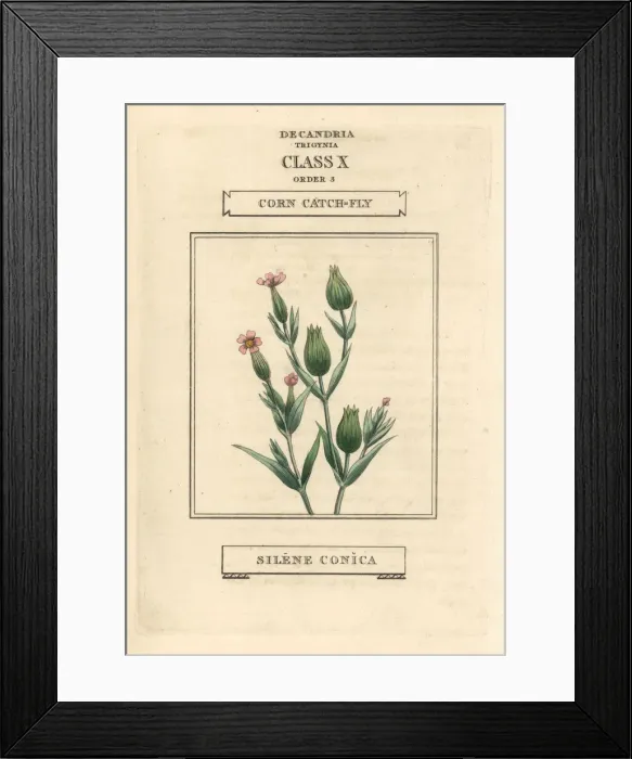 Framed Print : Corn or sand catchfly, Silene conica Framed Print : Corn or sand catchfly, Silene conica