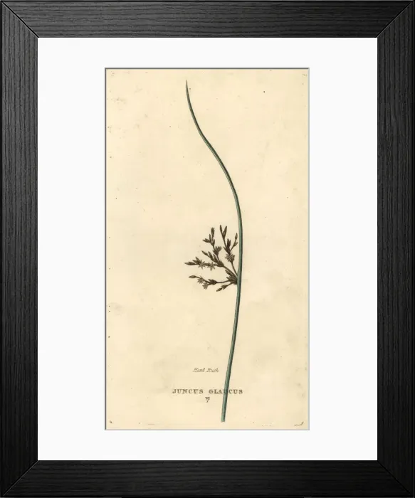 Framed Print : Blue rush, Juncus inflexus Framed Print : Blue rush, Juncus inflexus