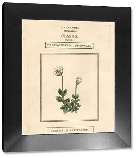 Broad-leaved chickweed, Cerastium latifolium