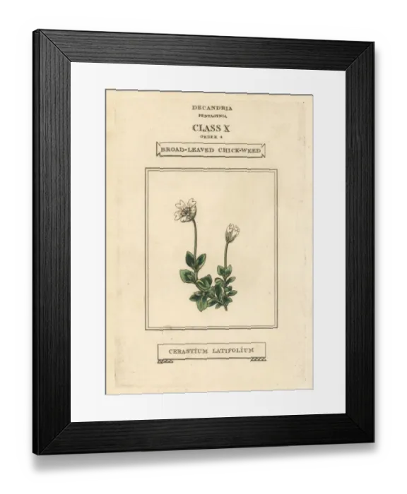 Framed Print : Broad-leaved chickweed, Cerastium latifolium Framed Print : Broad-leaved chickweed, Cerastium latifolium