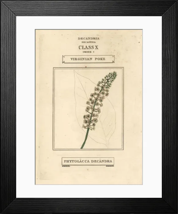 Framed Print : American pokeweed, Phytolacca americana Framed Print : American pokeweed, Phytolacca americana