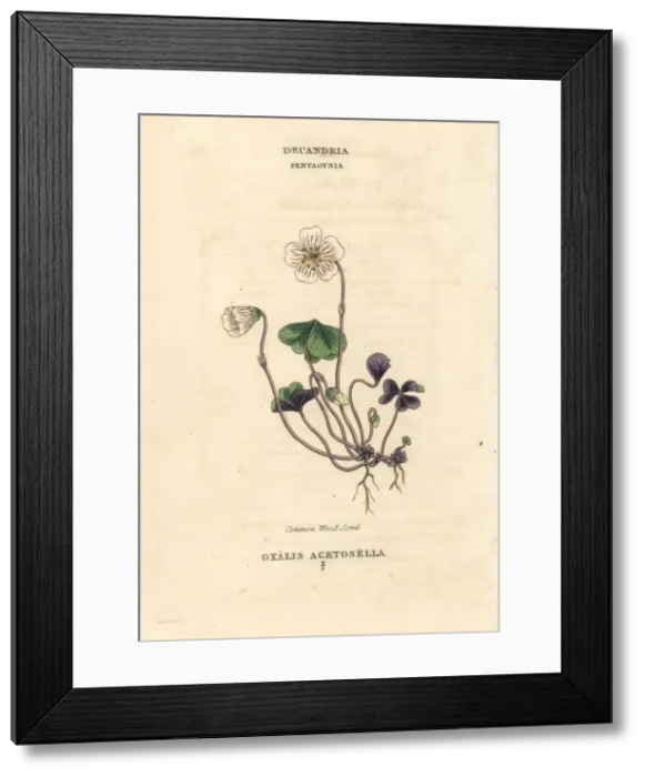 Framed Print : Common woodsorrel, Oxalis acetosella Framed Print : Common woodsorrel, Oxalis acetosella