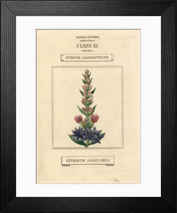 Framed Print : Purple loosestrife, Lythrum salicaria Framed Print : Purple loosestrife, Lythrum salicaria