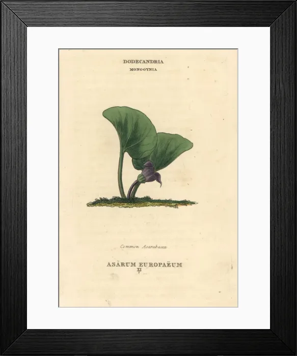 Framed Print : Common asarabacca, Asarum europaeum Framed Print : Common asarabacca, Asarum europaeum