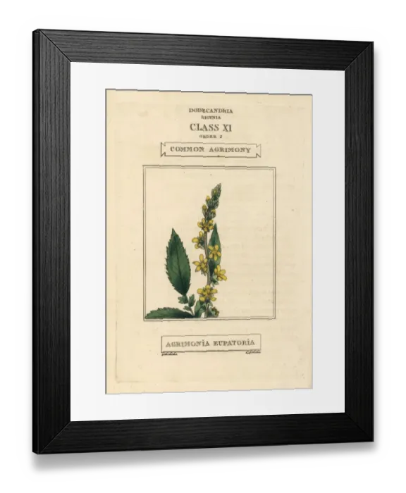 Framed Print : Common agrimony, Agrimonia eupatoria Framed Print : Common agrimony, Agrimonia eupatoria