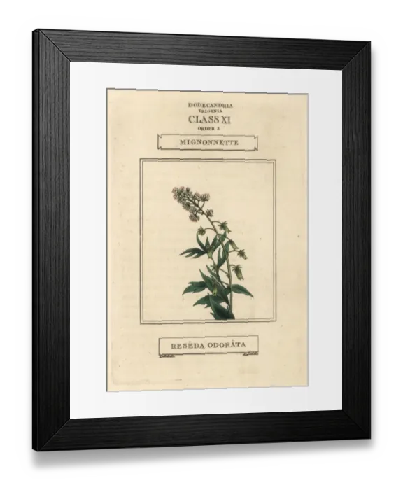 Framed Print : Mignonette, Reseda odorata Framed Print : Mignonette, Reseda odorata