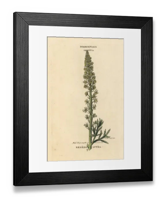 Framed Print : Wild mignonette or base rocket, Reseda lutea Framed Print : Wild mignonette or base rocket, Reseda lutea