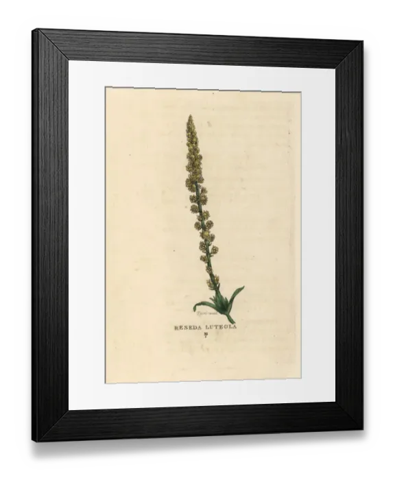 Framed Print : Dyers weed, Reseda luteola Framed Print : Dyers weed, Reseda luteola