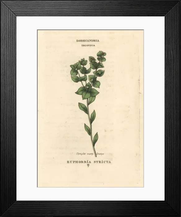 Framed Print : Upright warty spurge, Euphorbia stricta Framed Print : Upright warty spurge, Euphorbia stricta