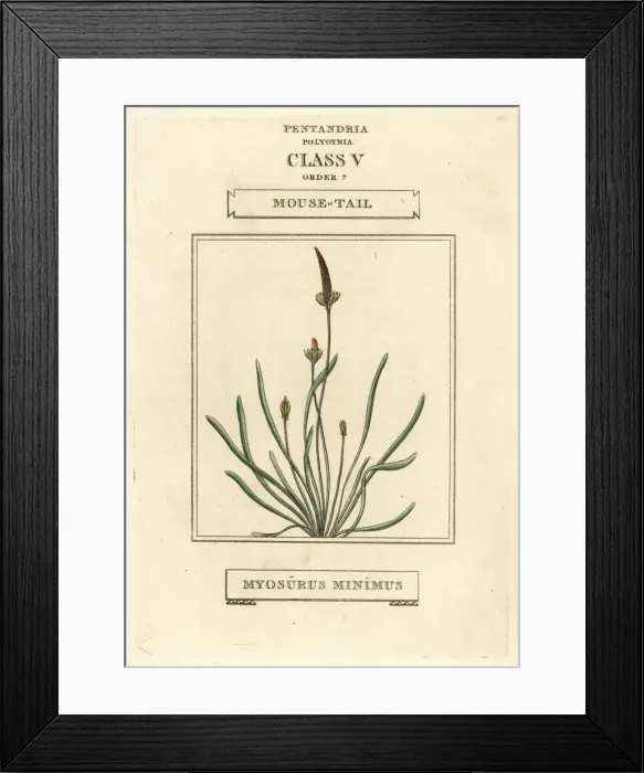 Framed Print : Mousetail, Myosurus minimus Framed Print : Mousetail, Myosurus minimus