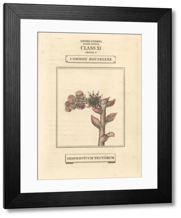 Framed Print : Common houseleek, Sempervivum tectorum Framed Print : Common houseleek, Sempervivum tectorum