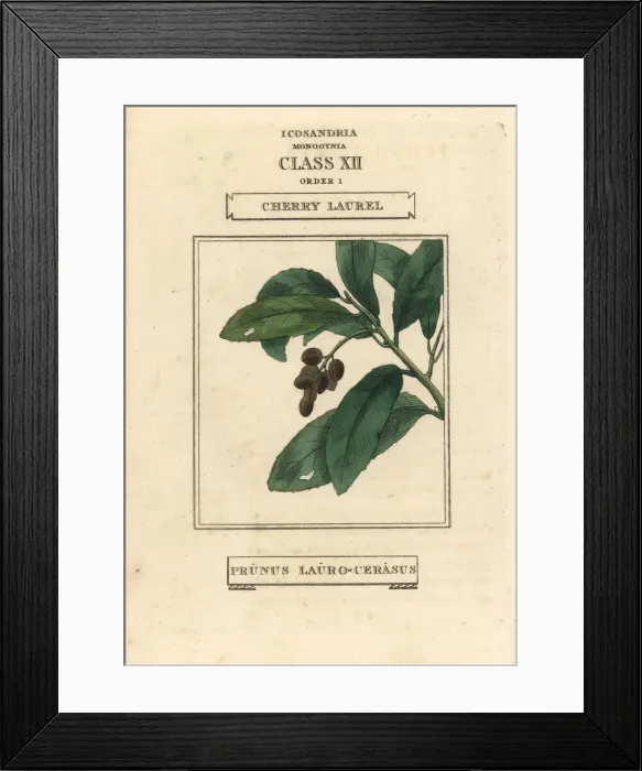 Framed Print : Cherry laurel, Prunus laurocerasus Framed Print : Cherry laurel, Prunus laurocerasus
