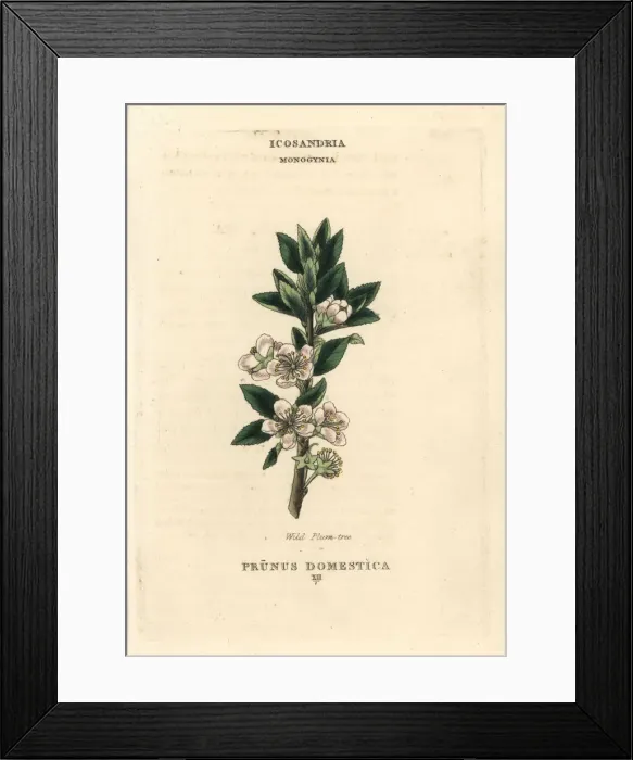 Framed Print : Wild plum tree, Prunus domestica Framed Print : Wild plum tree, Prunus domestica