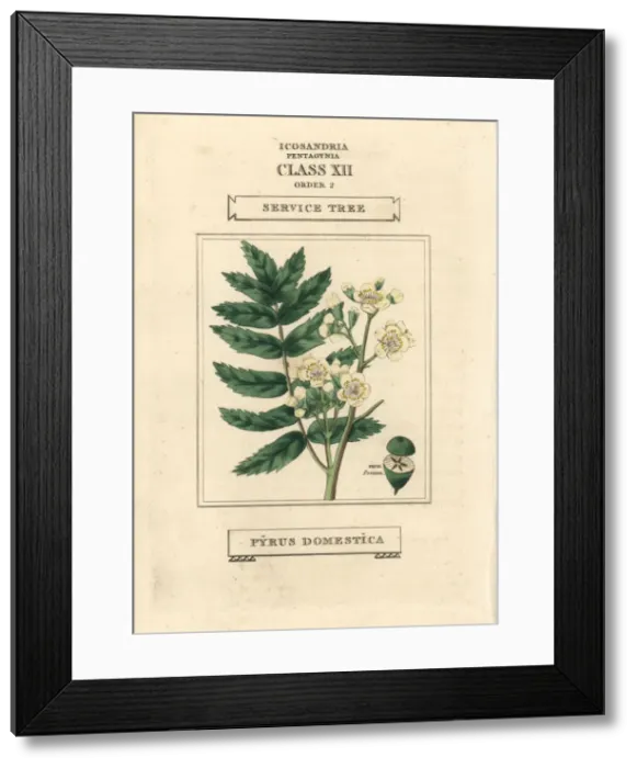 Framed Print : Service tree, Pyrus domestica Framed Print : Service tree, Pyrus domestica