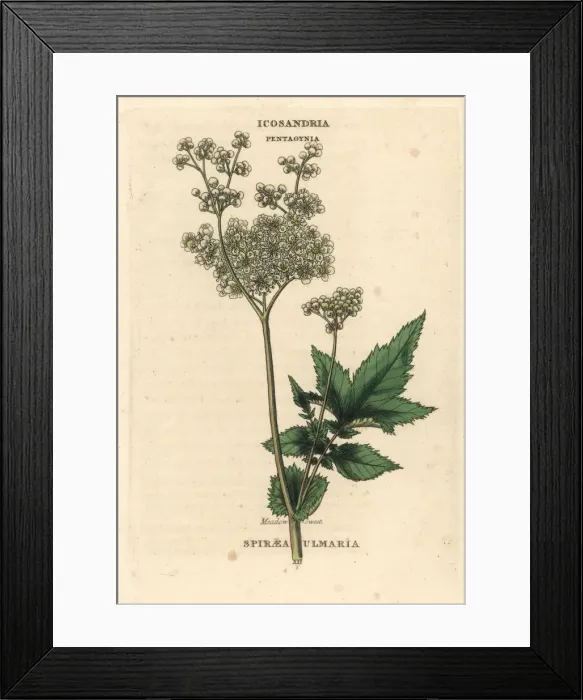 Framed Print : Meadowsweet, Filipendula ulmaria Framed Print : Meadowsweet, Filipendula ulmaria